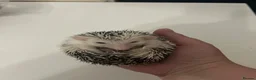Pygmy Hedgehog rodents for sale: Male & female hedgehog babies - Advert 5