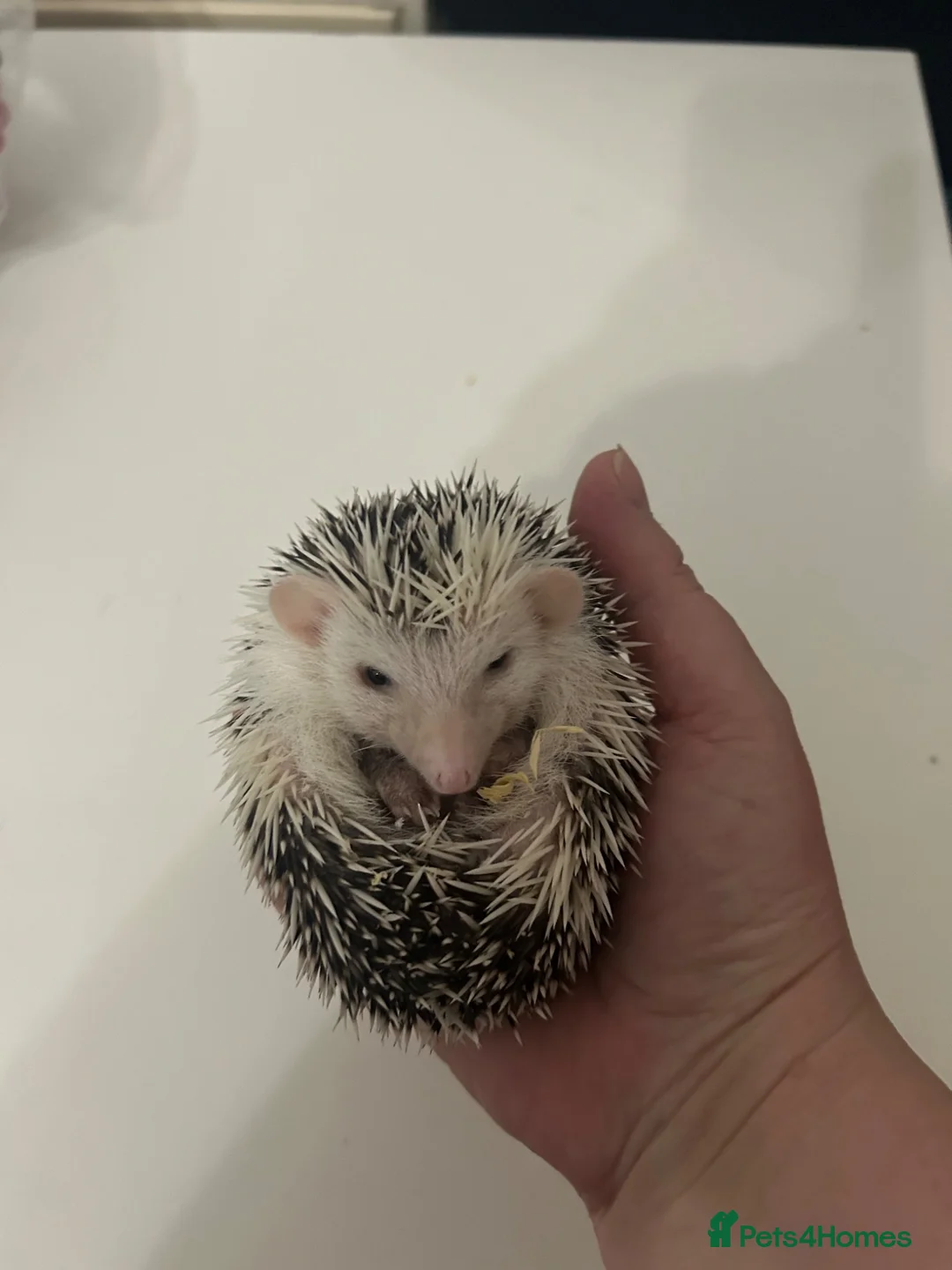 Pygmy Hedgehog rodents for sale: Male & female hedgehog babies - Advert 5