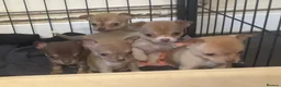 Chihuahua dogs for sale: CHIHUAHUA PUPPIES 3 only available now  - Advert 12