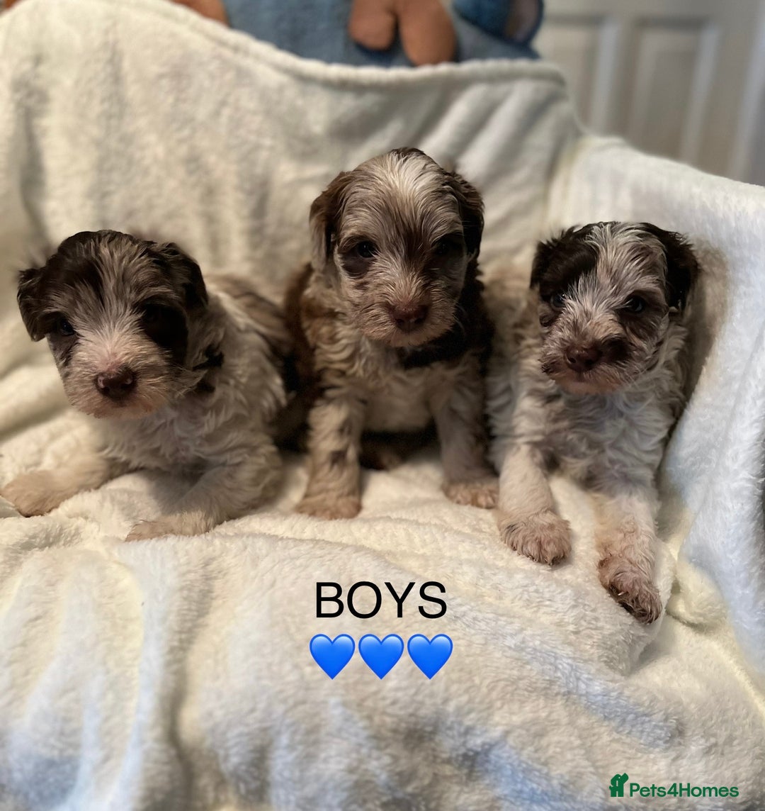 Poodle dogs for stud: KC CHOCOLATE AND WHITE SCHNAUZER STUD MAC +BVA 👍 in Coventry - Advert 20