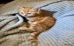 Domestic Shorthair cats for sale: Real life Garfield🤩 - Image 23