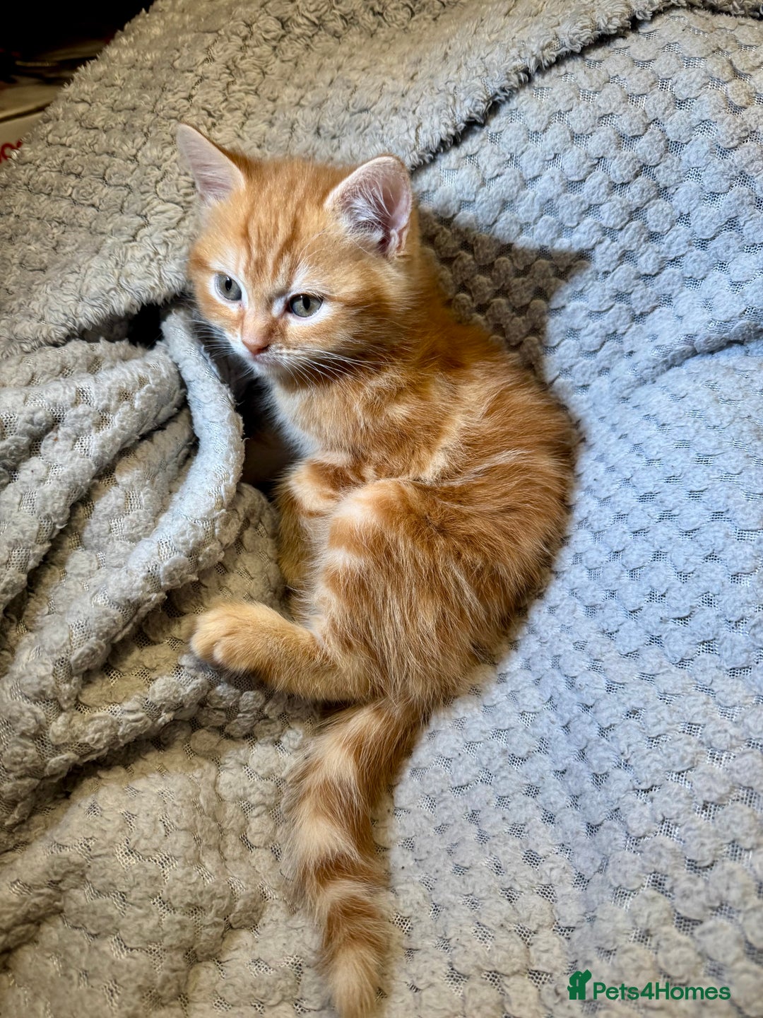 Domestic Shorthair cats for sale: Real life Garfield🤩 - Image 23