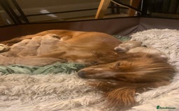 Cocker Spaniel dogs for sale: 7 gorgeous little cocker spaniel pups - Advert 4