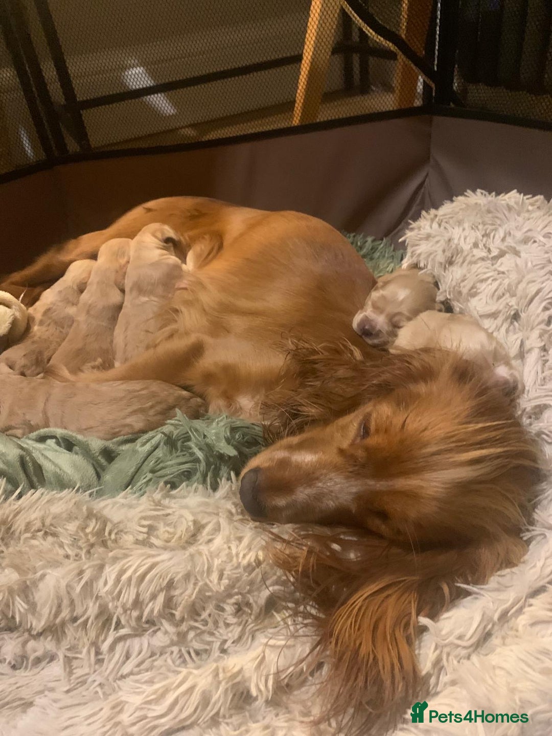 Cocker Spaniel dogs for sale: 7 gorgeous little cocker spaniel pups - Advert 4