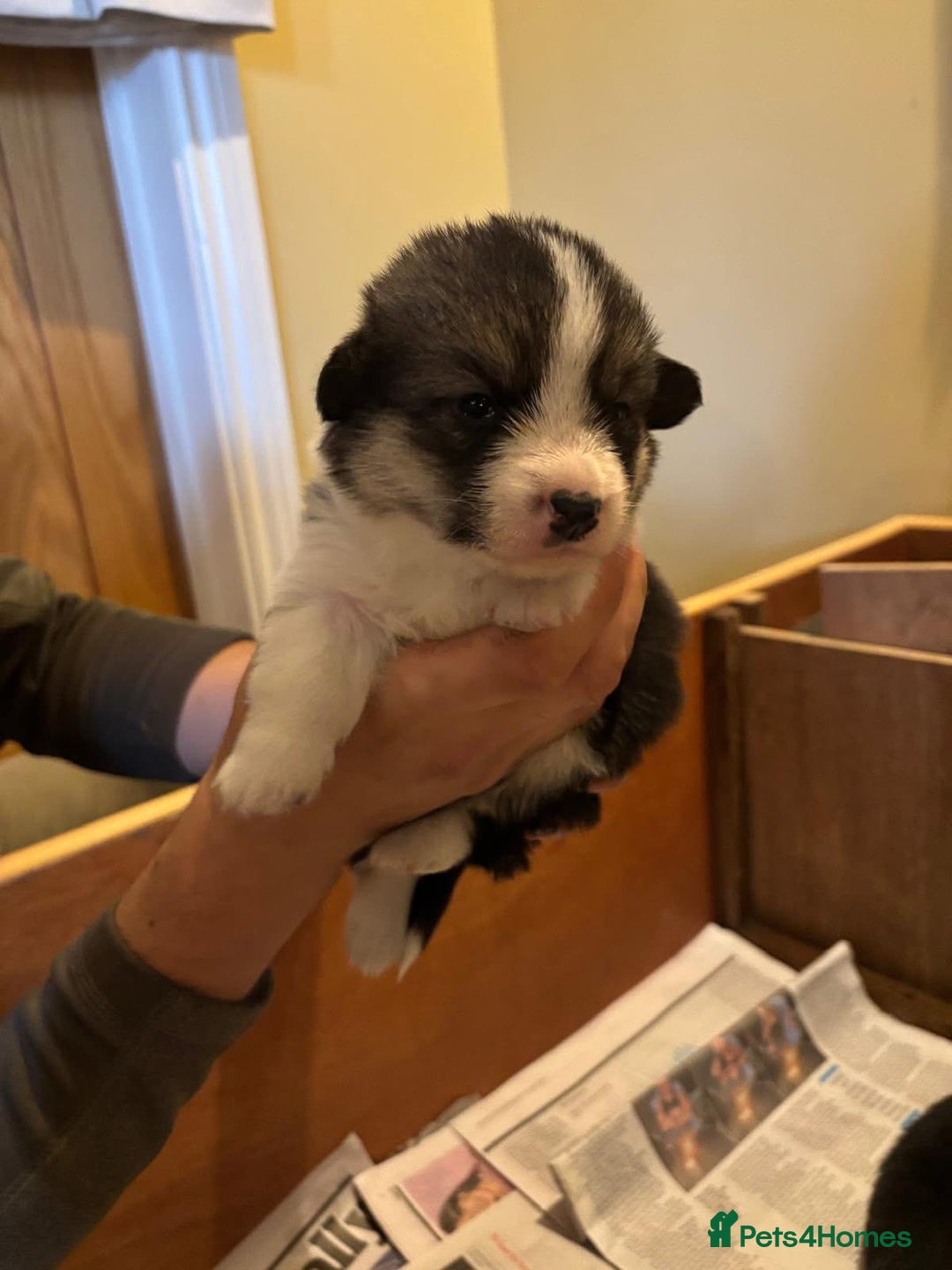 Welsh Corgi Pembroke dogs for sale: 6 KC stunning Tricolour corgi dogs - Image 6