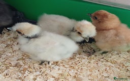 Chickens poultry for sale: Silkie chicks, showgirls and standard - Image 5