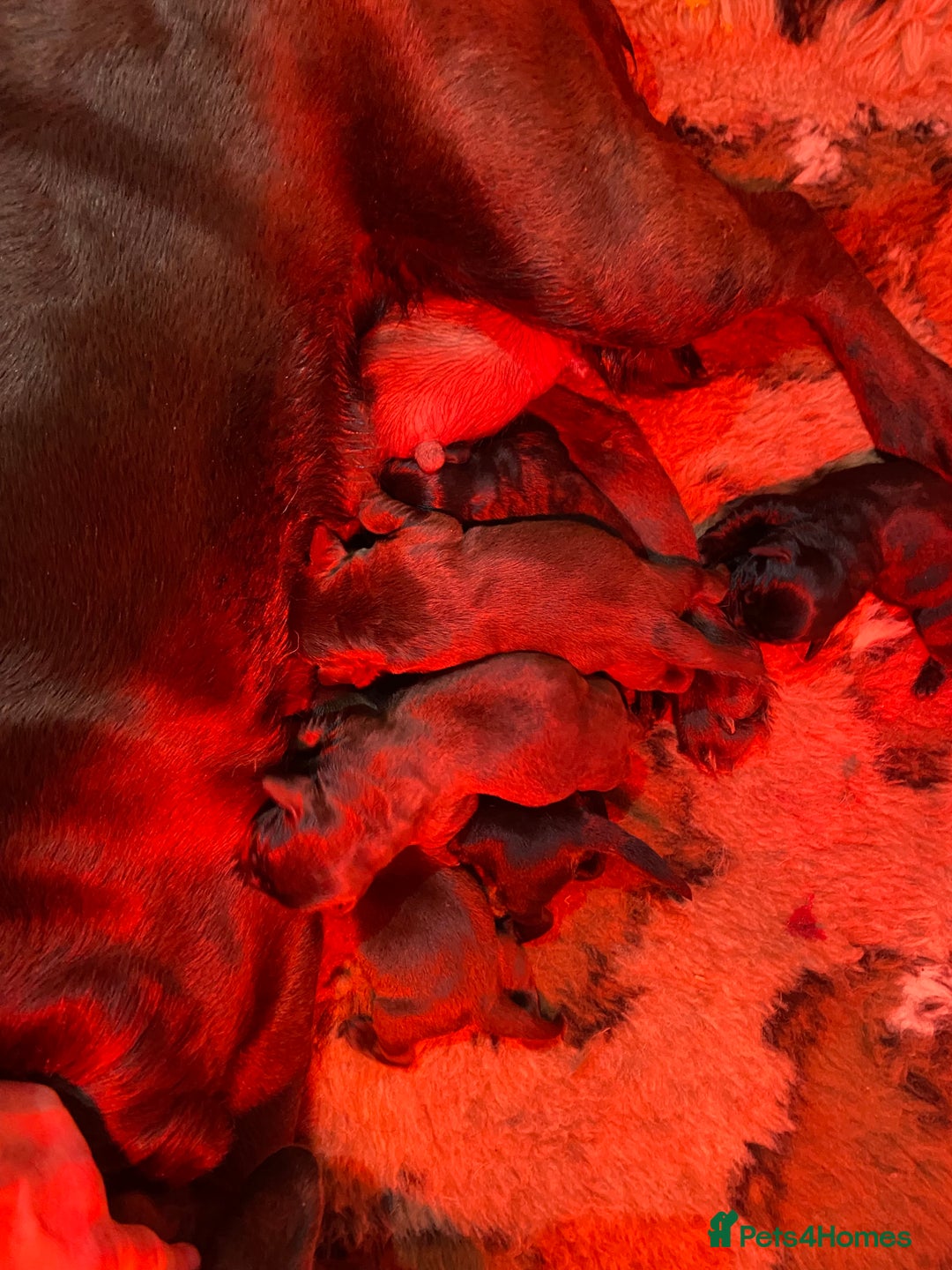 Labrador Retriever dogs for sale: Quality Black and chocolate show type puppies  - Image 1