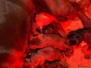 Labrador Retriever dogs for sale - Advert 1