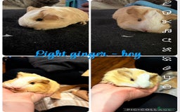 Guinea Pig rodents for sale: Baby Guinea Pigs  - Advert 1