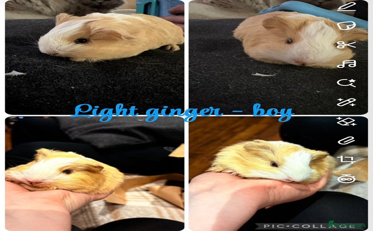 Guinea Pig rodents - Advert 15