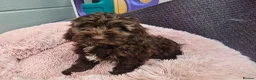 Cockapoo dogs for sale: Generation cockerpoo puppies ready now  - Advert 10