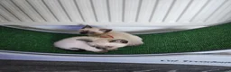 Snowshoe cats for sale: Rare pedigree snowshoe kittens - Advert 26