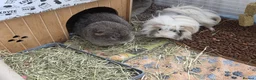 Guinea Pig rodents for sale: 3 guinea pig boys - 10 months old (bonded)  in Liverpool - Advert 3