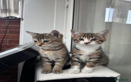 Mixed Breed cats for sale: Mixed breed kittens - Image 2