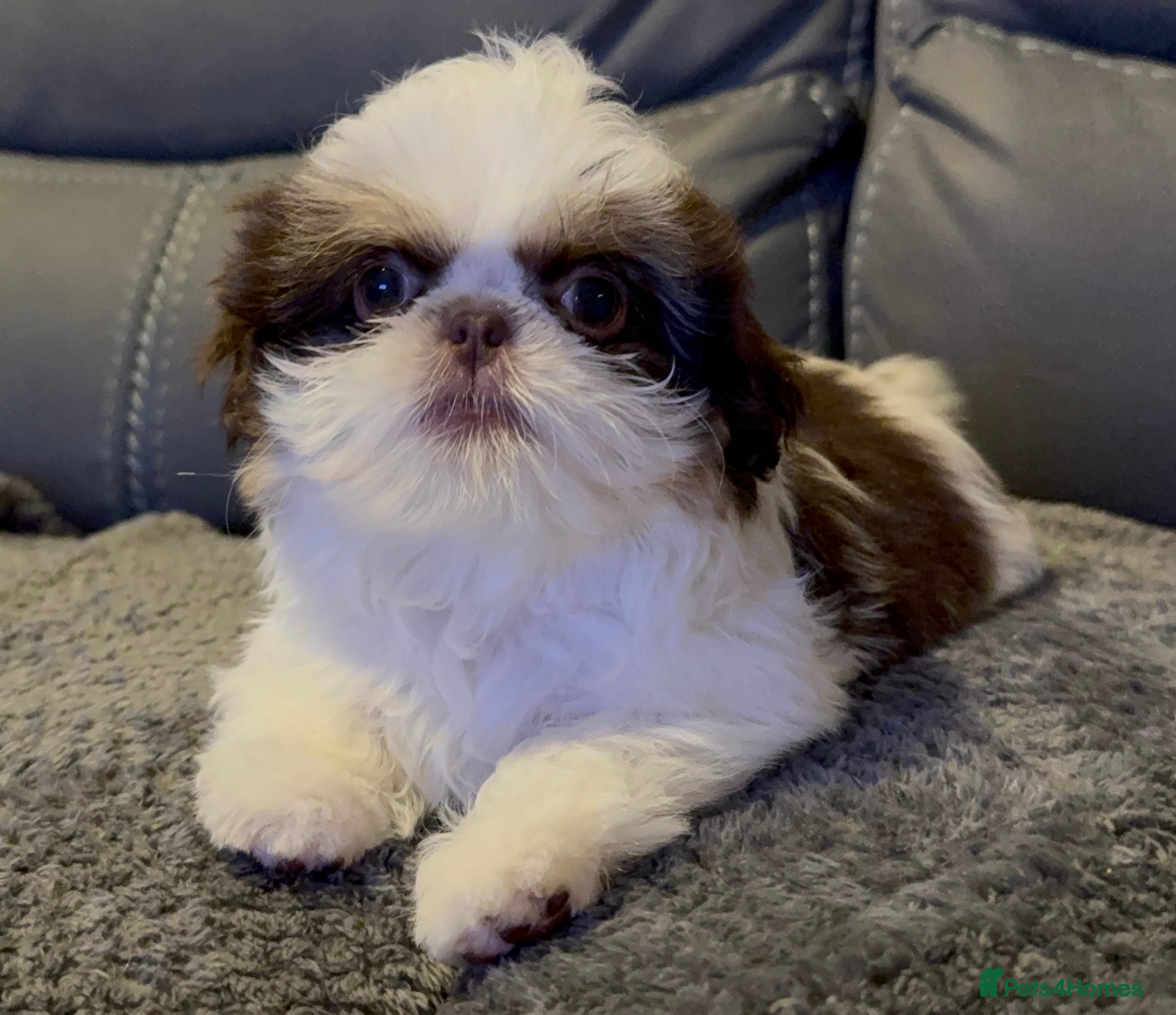 Shih Tzu dogs Imperial Shih Tzu Girl – Looking for FURever home - Advert 5