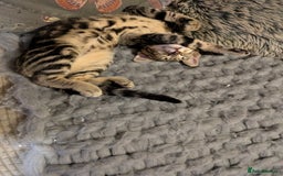 Domestic Shorthair cats for sale: Beautiful domestic short hair kittens for sale  - Image 34
