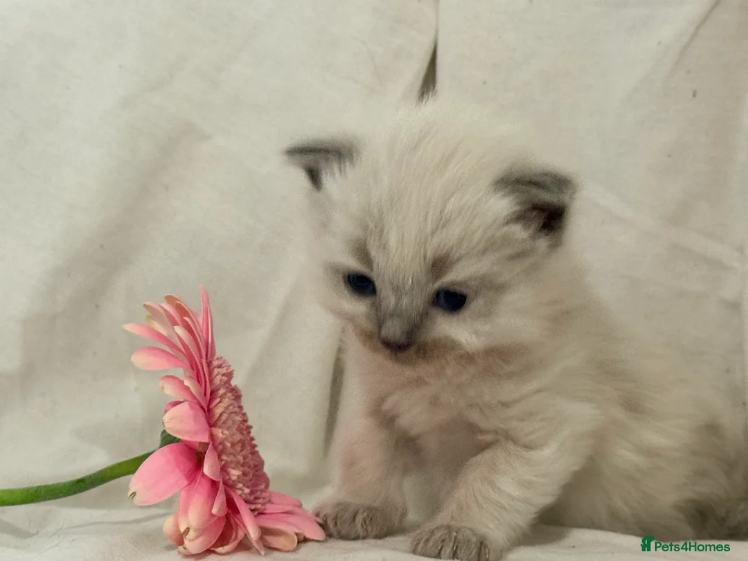 Ragdoll cats for sale: Beautiful blue,lilac point and a rare fawn ragdoll - Advert 2