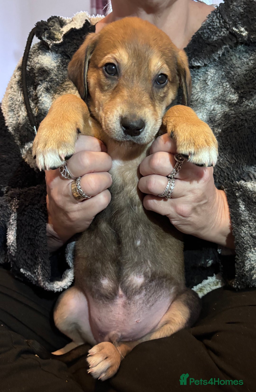 Mixed Breed dogs for sale: SalukiX⭐️ ONLY 4 Left ! READY TO GO  - Advert 13