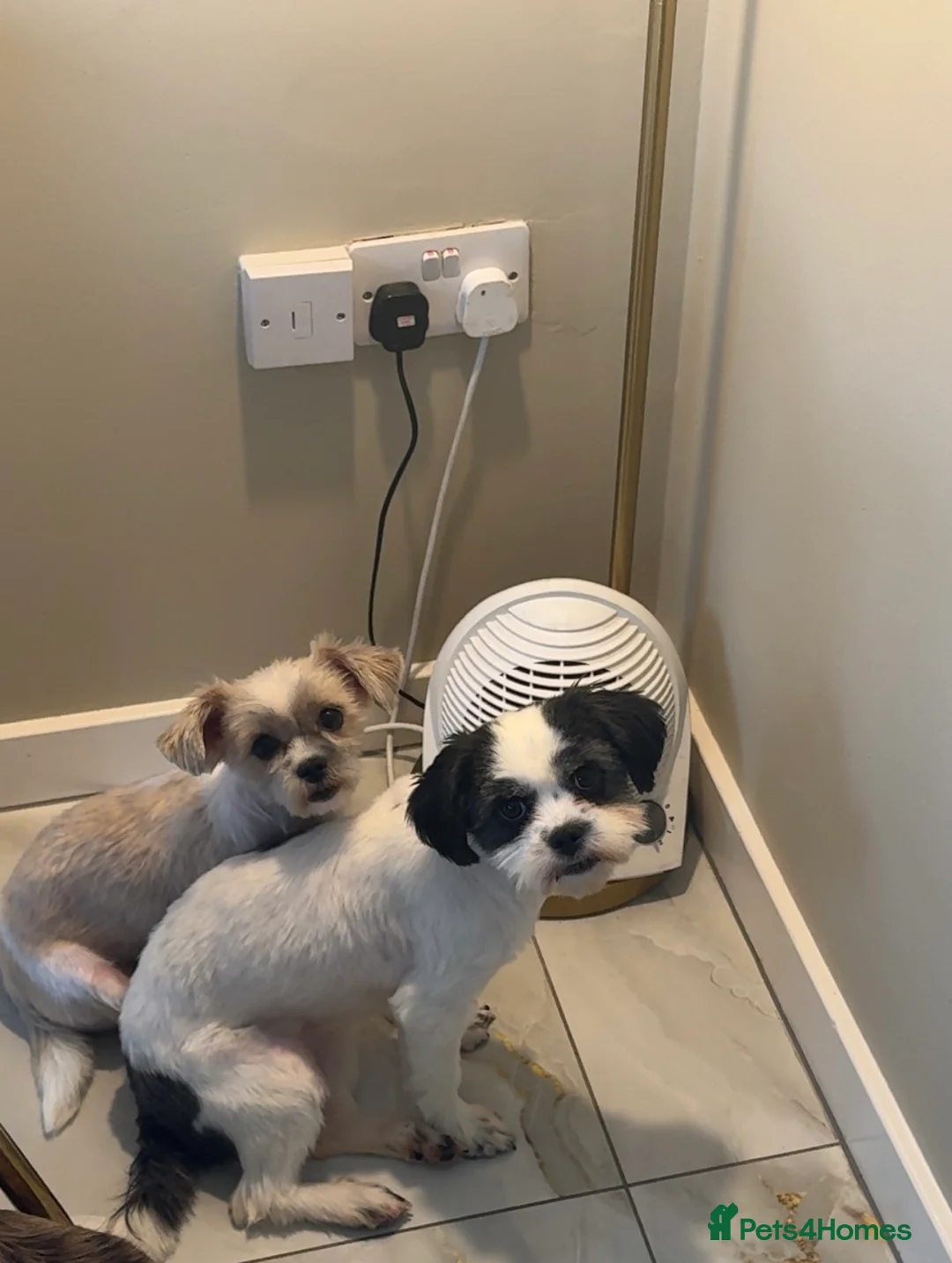 Shorkie dogs for sale: Shih Zuz X Yorkshire terriers - Advert 1