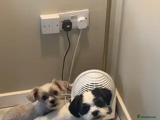 Shorkie dogs Shih Zuz X Yorkshire terrier - Advert 1