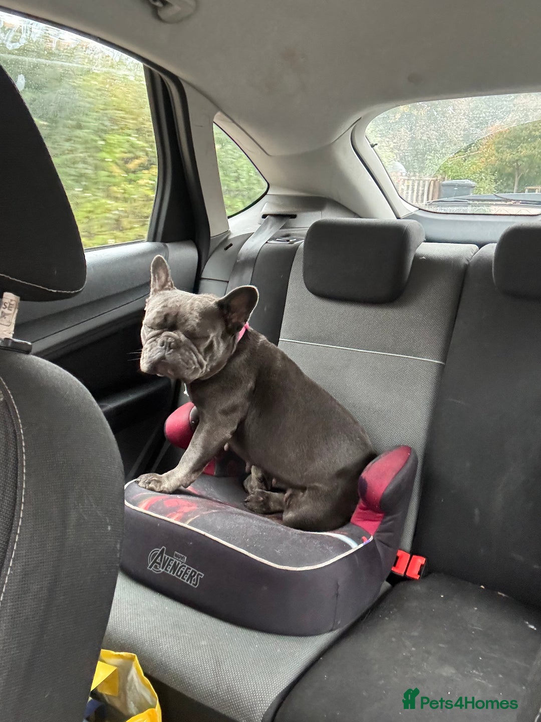 French Bulldog dogs for sale: Mini bulls - Advert 14