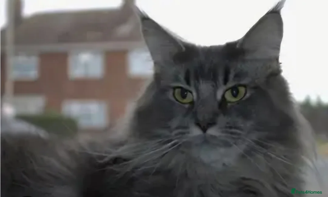 Mixed Breed cats for sale: Fluffy kitten 8 weeks  in Bury - Advert 2