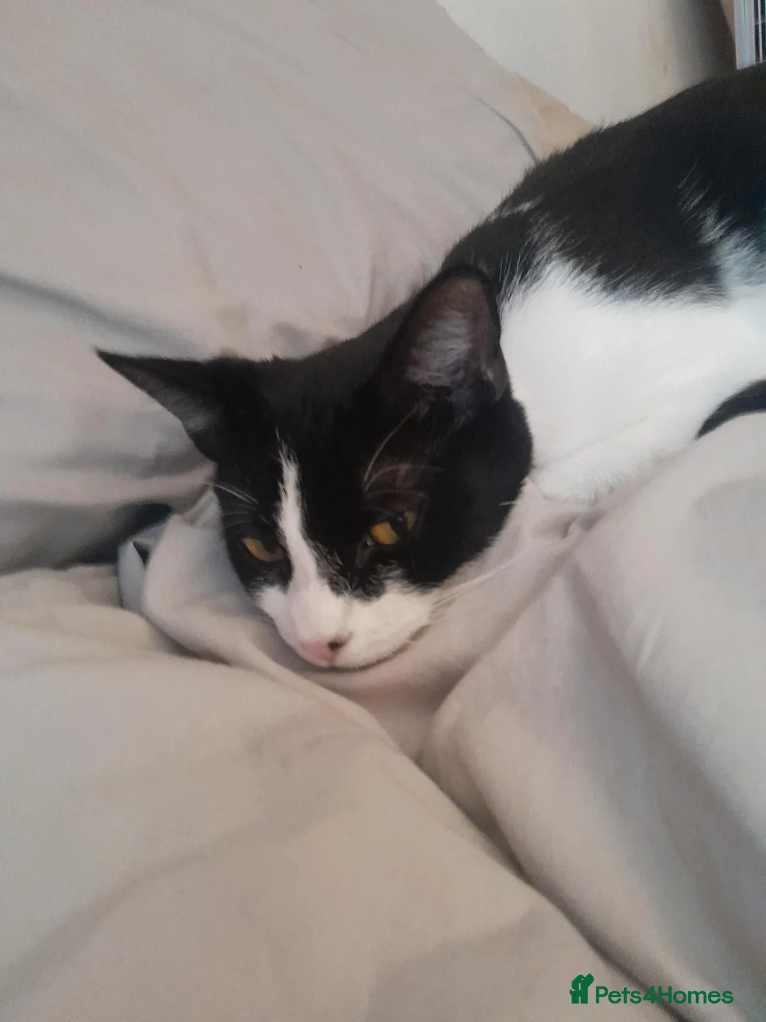 British Shorthair cats for sale: Girl kittens available  in Glasgow - Advert 1