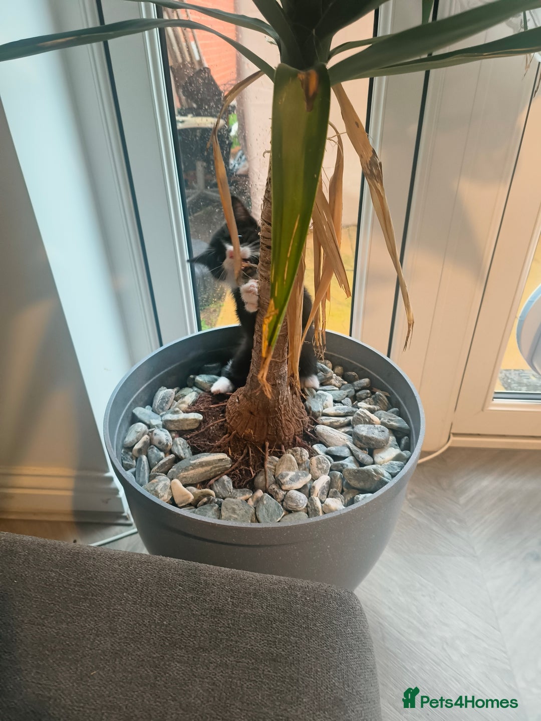 British Shorthair cats for sale: British short and long hair - Advert 6