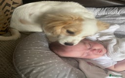 Mixed Breed dogs for sale: 4 month old female Cockerspaniel x Pom puppy - Image 4