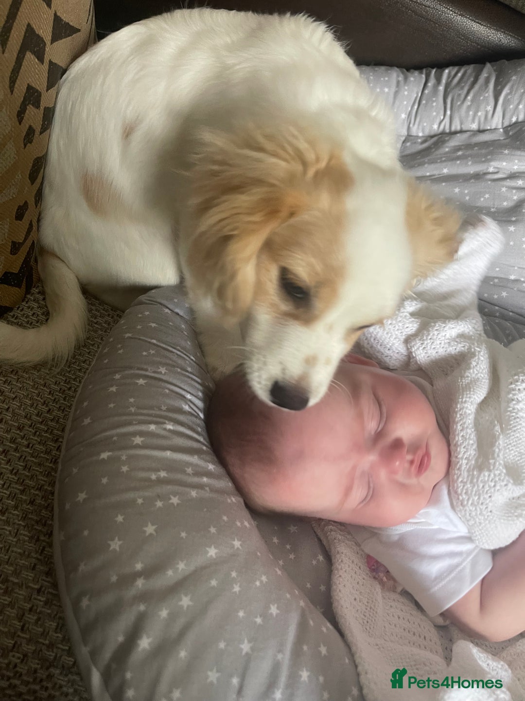 Mixed Breed dogs for sale: 4 month old female Cockerspaniel x Pom puppy - Image 4