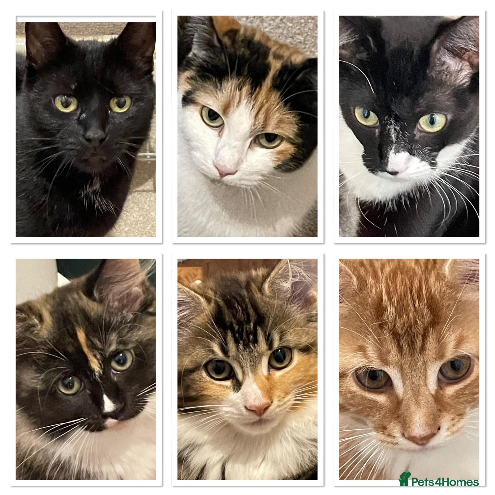 Mixed Breed cats 4 cats to be rehomed  - Advert 2