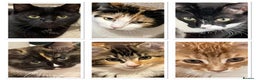 Mixed Breed cats for sale: 4 cats to be rehomed  - Advert 1