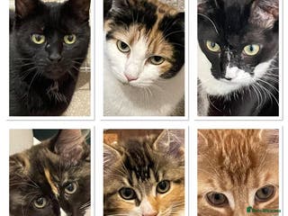 Mixed Breed cats 4 cats to be rehomed - Advert 18