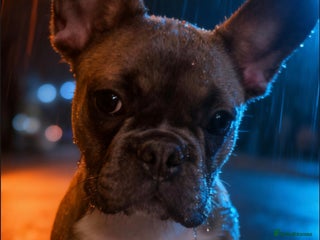 French Bulldog dogs French Bulldog Puppy - Advert 3