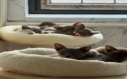 Burmese cats for sale: Burmese kittens for sale  - Image 3