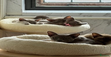 Burmese cats - Advert 6