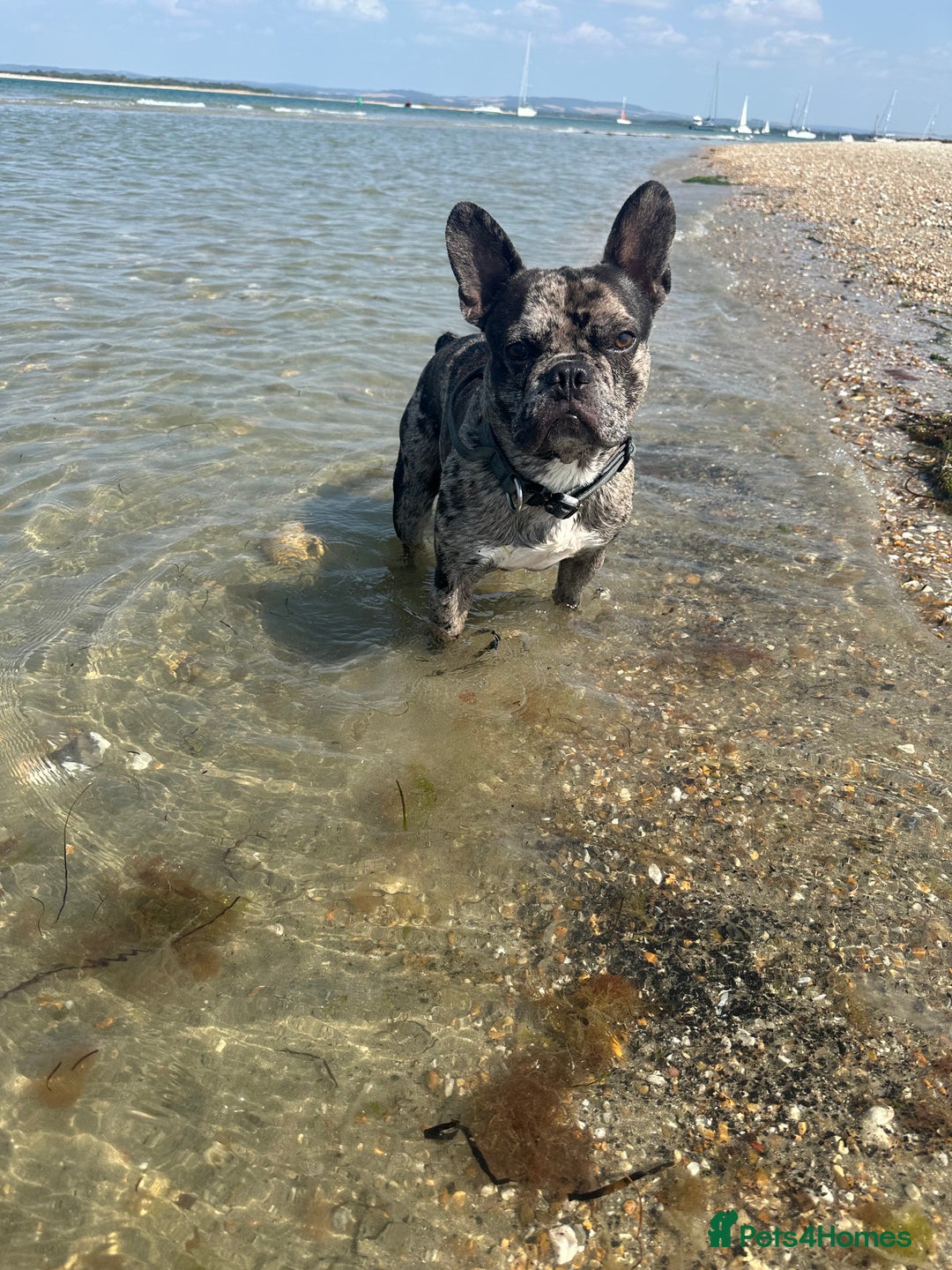 French Bulldog dogs for stud: 🐾 Handsome French Bulldog Available for Stud 🐾 - Image 3
