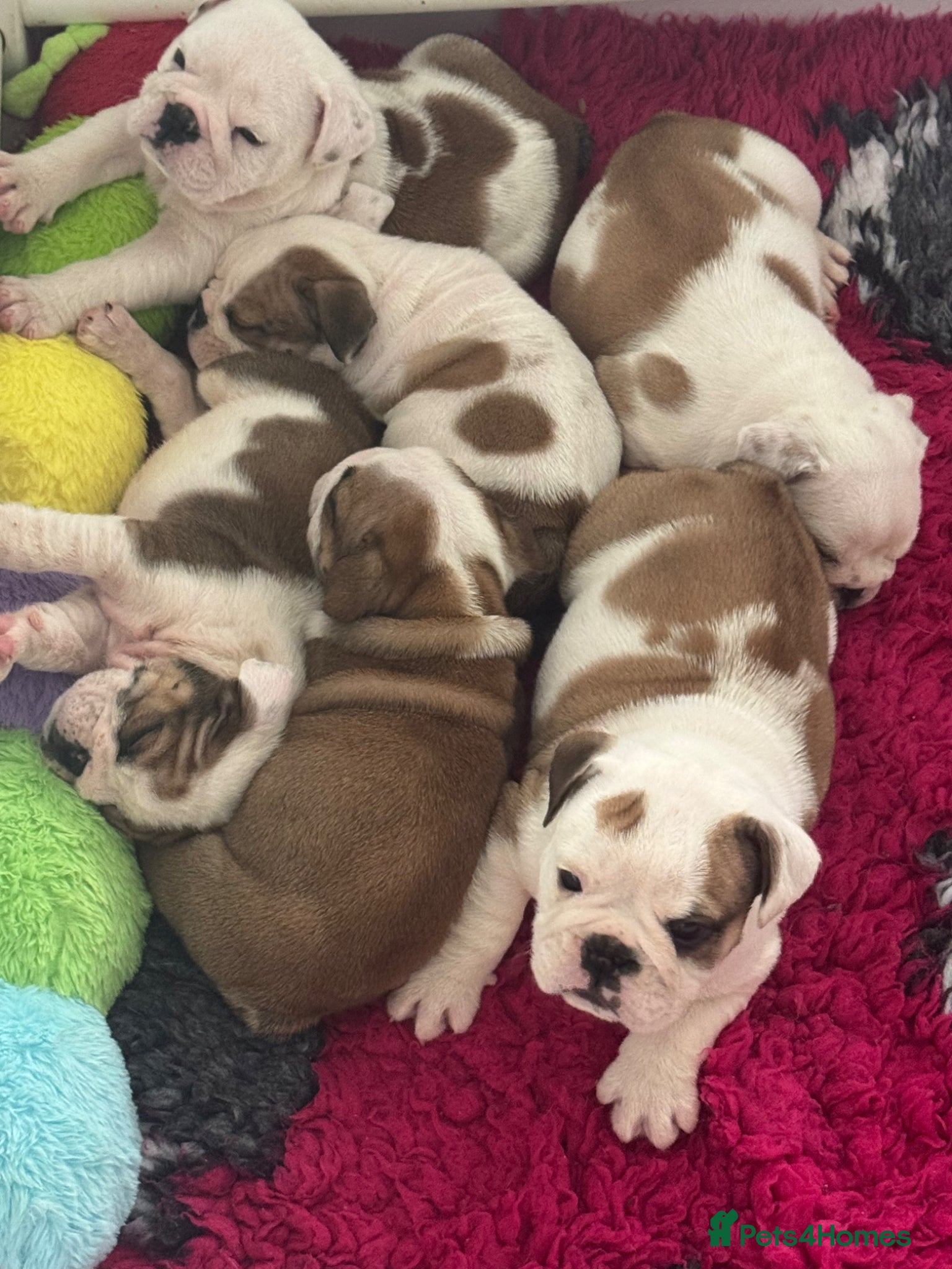 English Bulldog dogs KC REGISTERED Red/White English Bulldog Puppies  - Advert 4