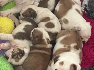 English Bulldog dogs KC REGISTERED Red/White English Bulldog Puppies - Advert 4