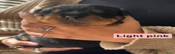 Rottweiler dogs for sale: Rottweiler Puppies  - Advert 18