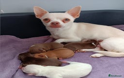 Chihuahua dogs for sale: Chihuhua pups - Image 24