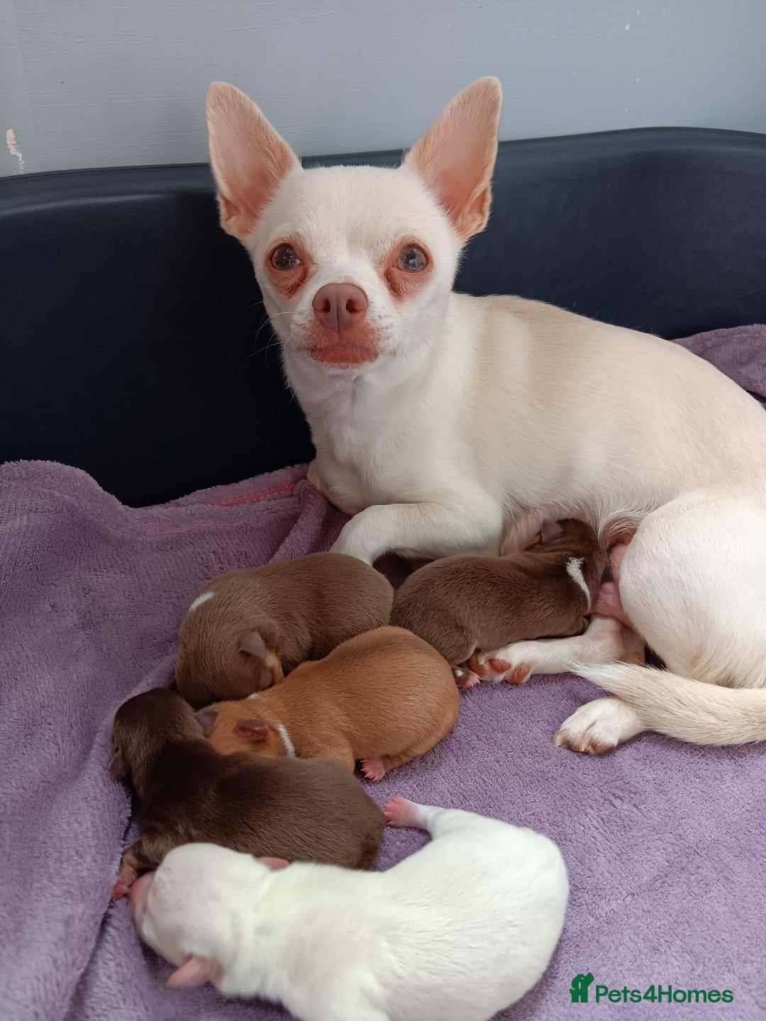 Chihuahua dogs for sale: Chihuhua pups - Image 24