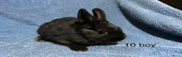 Netherland Dwarf rabbits for sale: Baby Netherland dwarf rabbits  - Advert 6