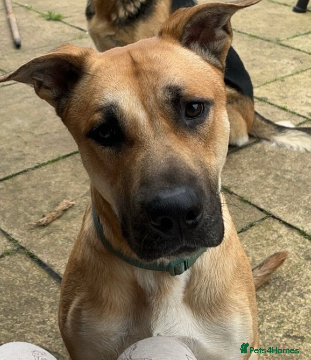 Mixed Breed dogs for sale: German shepherd/Belguim malonoi - Image 8