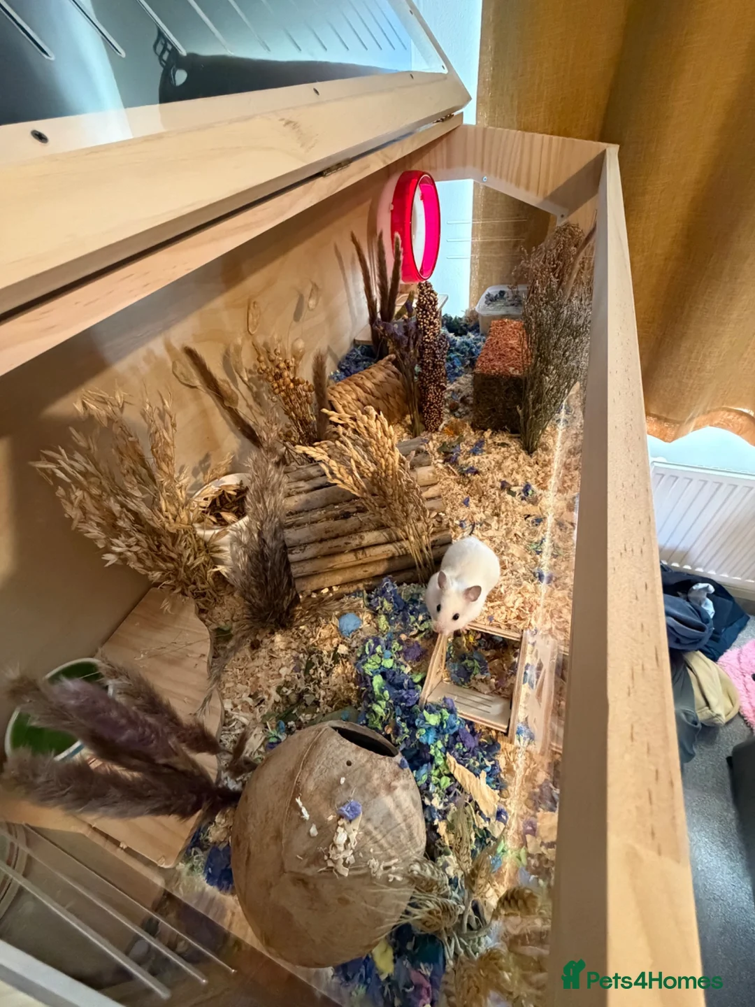 Hamster rodents for sale: Syrian hamster in Billingshurst - Advert 1