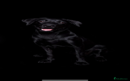 Labrador Retriever dogs for sale: Beautiful Black Labrador puppies in Cheltenham - Image 4