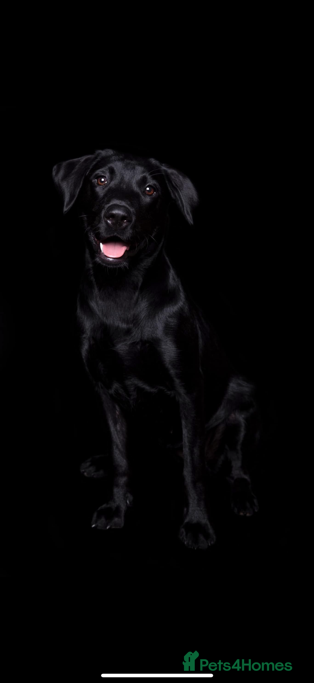 Labrador Retriever dogs for sale: Beautiful Black Labrador puppies in Cheltenham - Image 4