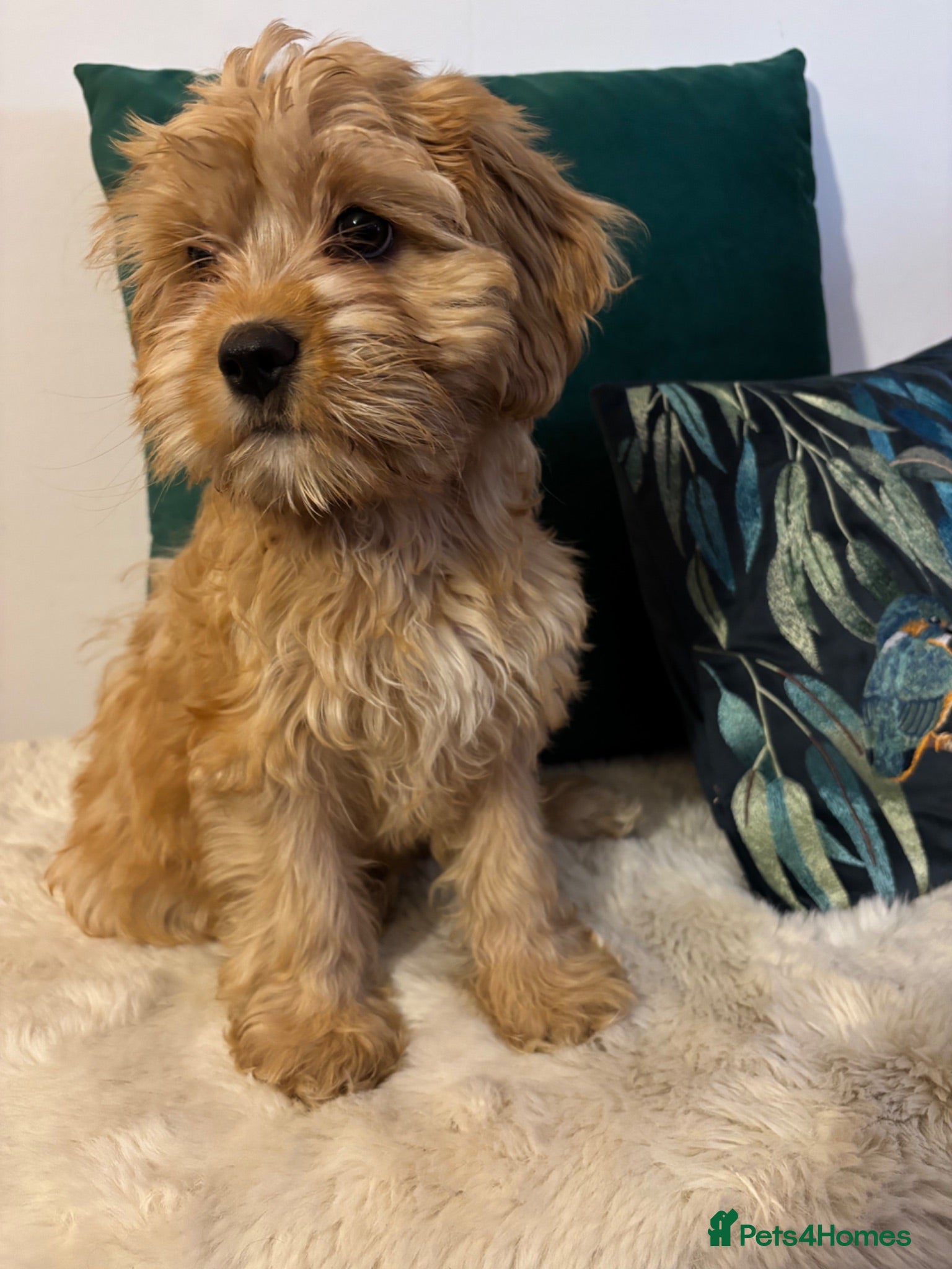 Cavapoo dogs ***** STAR, FULLY VACCINATED Cavapoo F1b - Advert 16