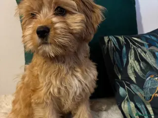 Cavapoo dogs ***** STAR, FULLY VACCINATED Cavapoo F1b - Advert 16