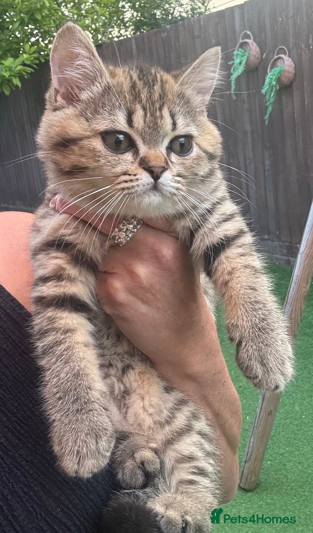 Brazilian Shorthair cats for sale: Last 2 gold tabby left ****READY TO GO ***** - Image 27